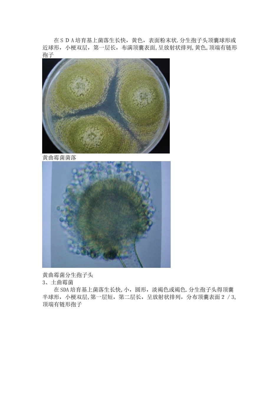 曲霉形态特征_第2页