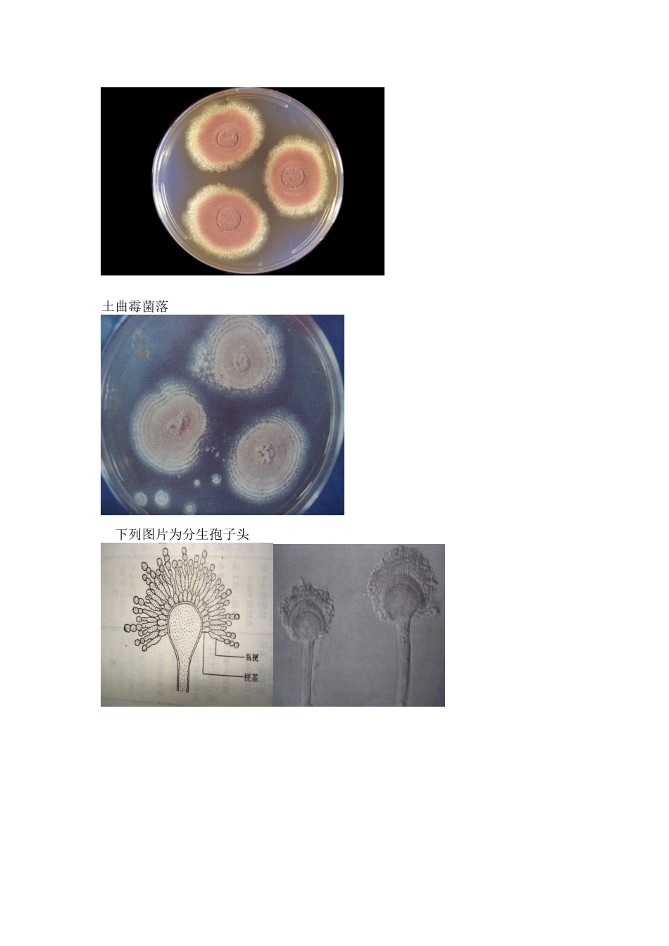 曲霉形态特征_第3页