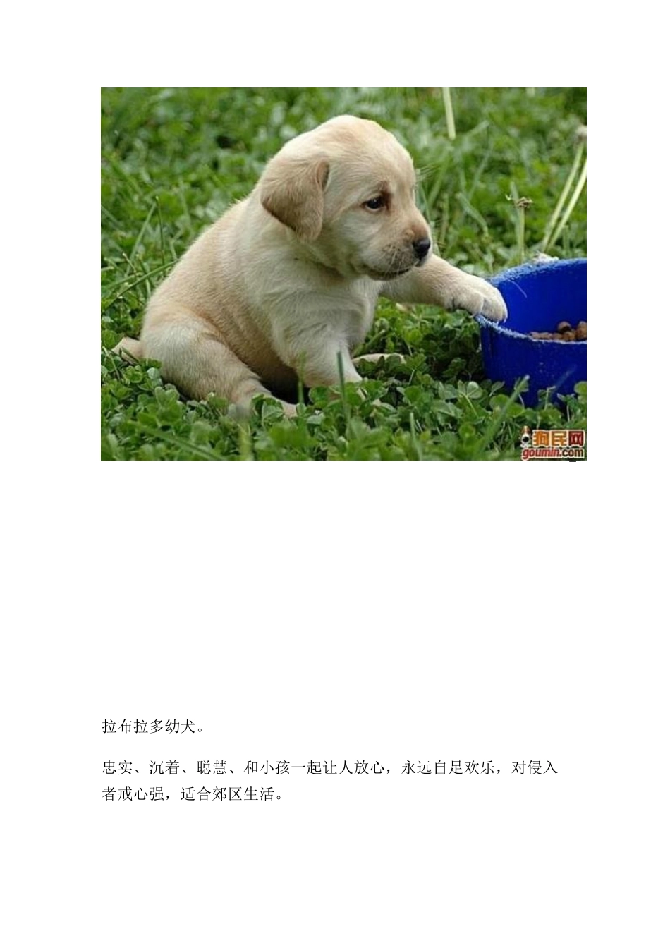 最齐全的狗狗种类图片_第1页