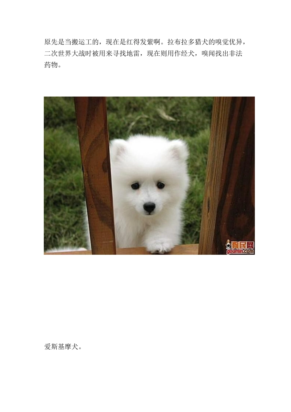 最齐全的狗狗种类图片_第2页