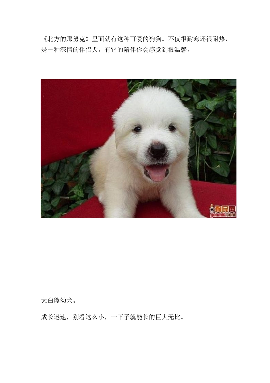 最齐全的狗狗种类图片_第3页