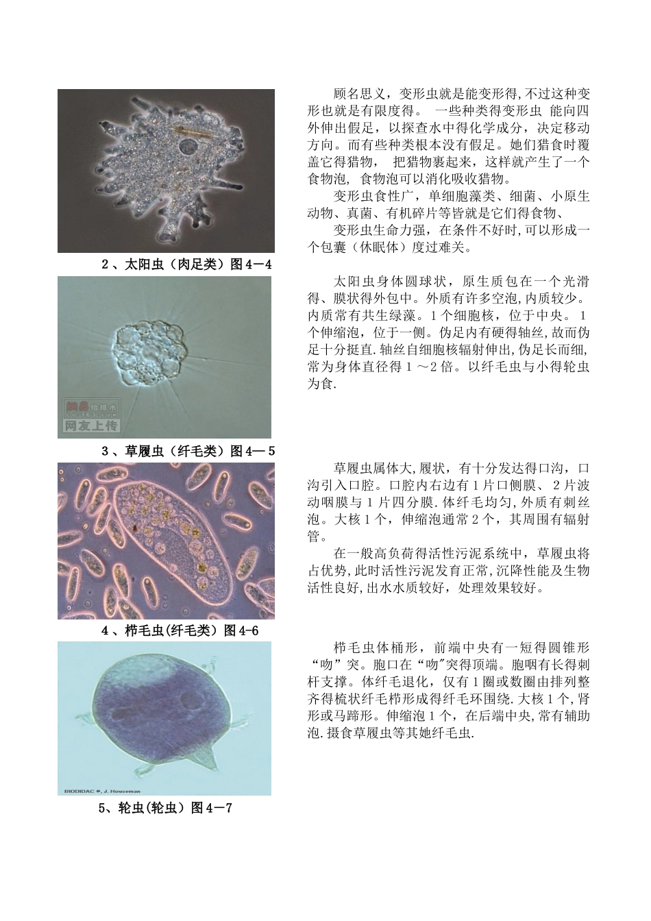 污水处理中的微生物原理_第3页