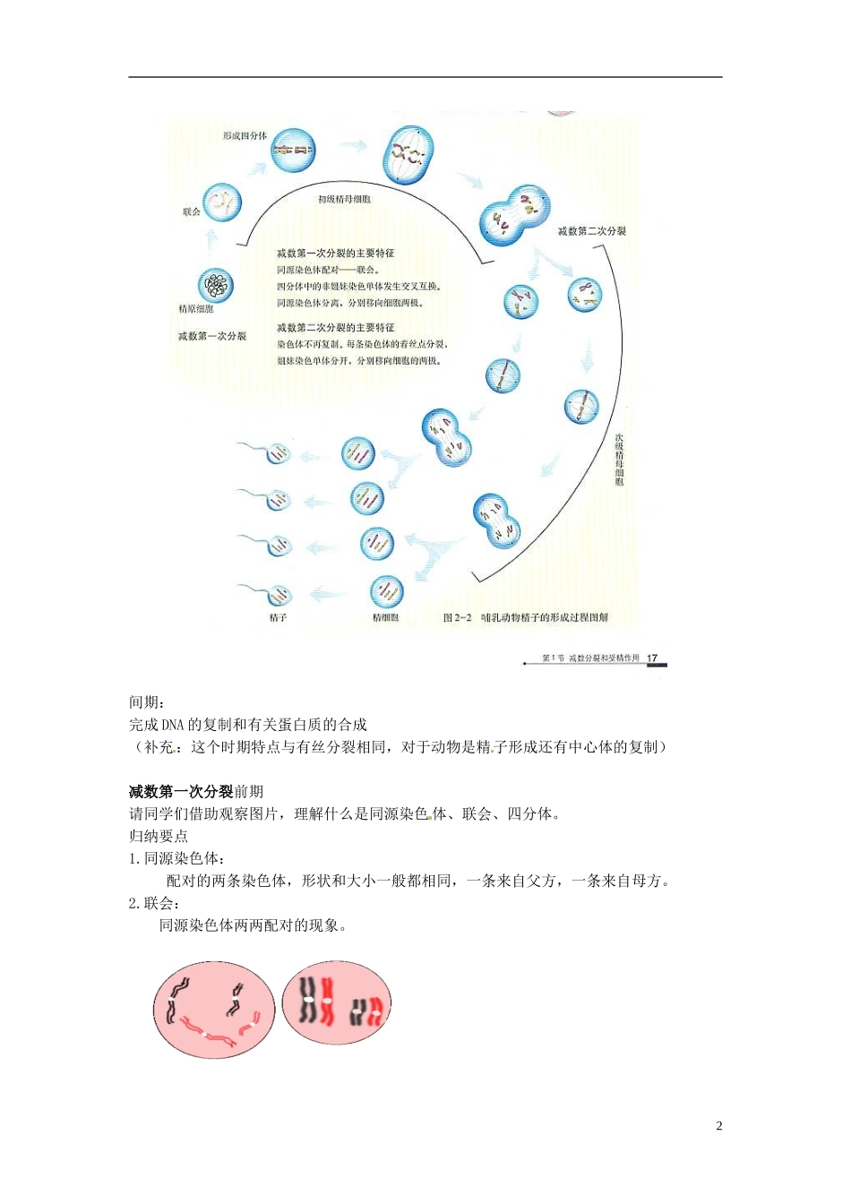 （名师课堂）2013-2014学年高中生物 第2章第1节减数分裂和受精作用 减数分裂（第1课时）学案 新人教版必修2_第2页