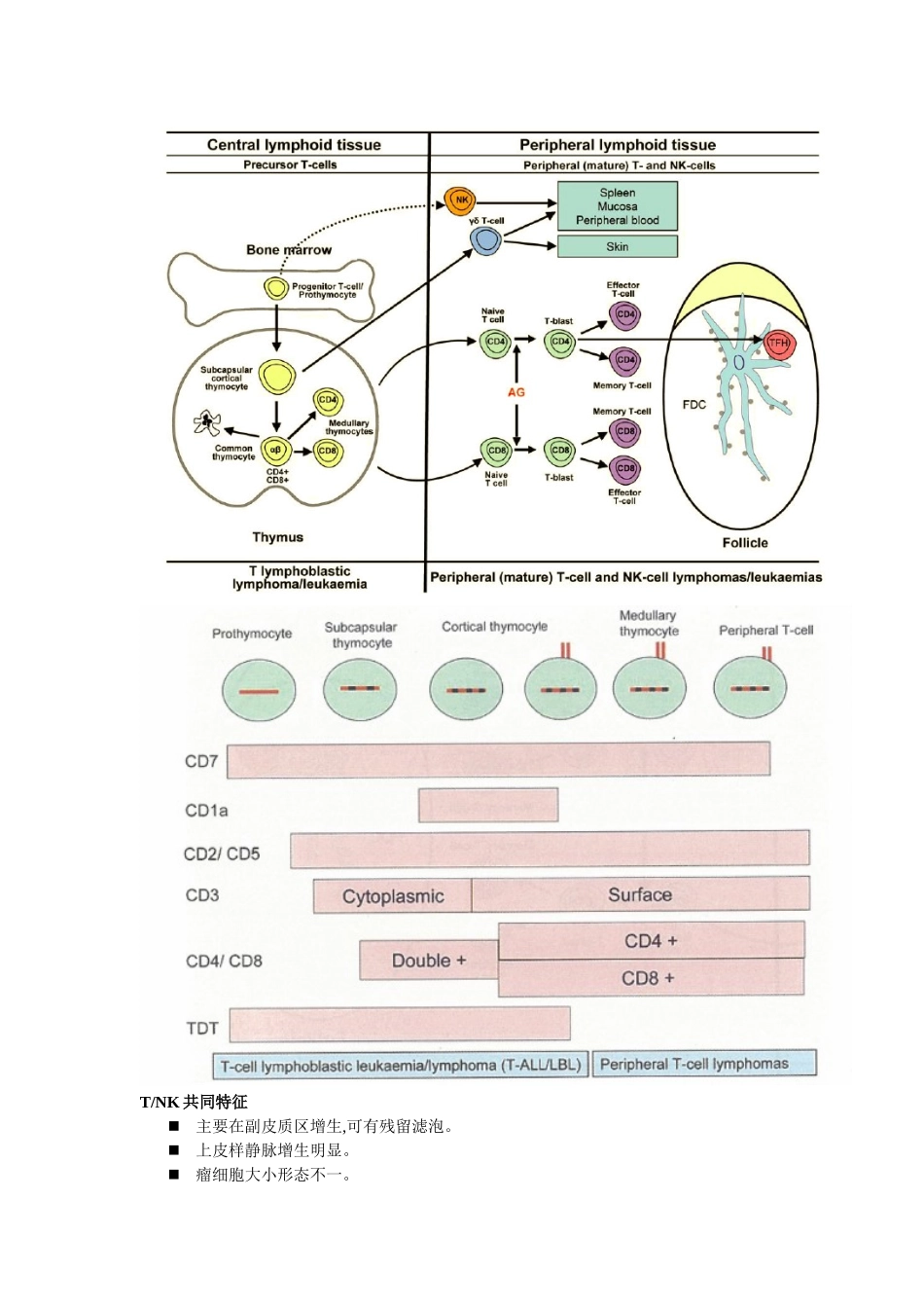 淋巴组织结构解析_第3页