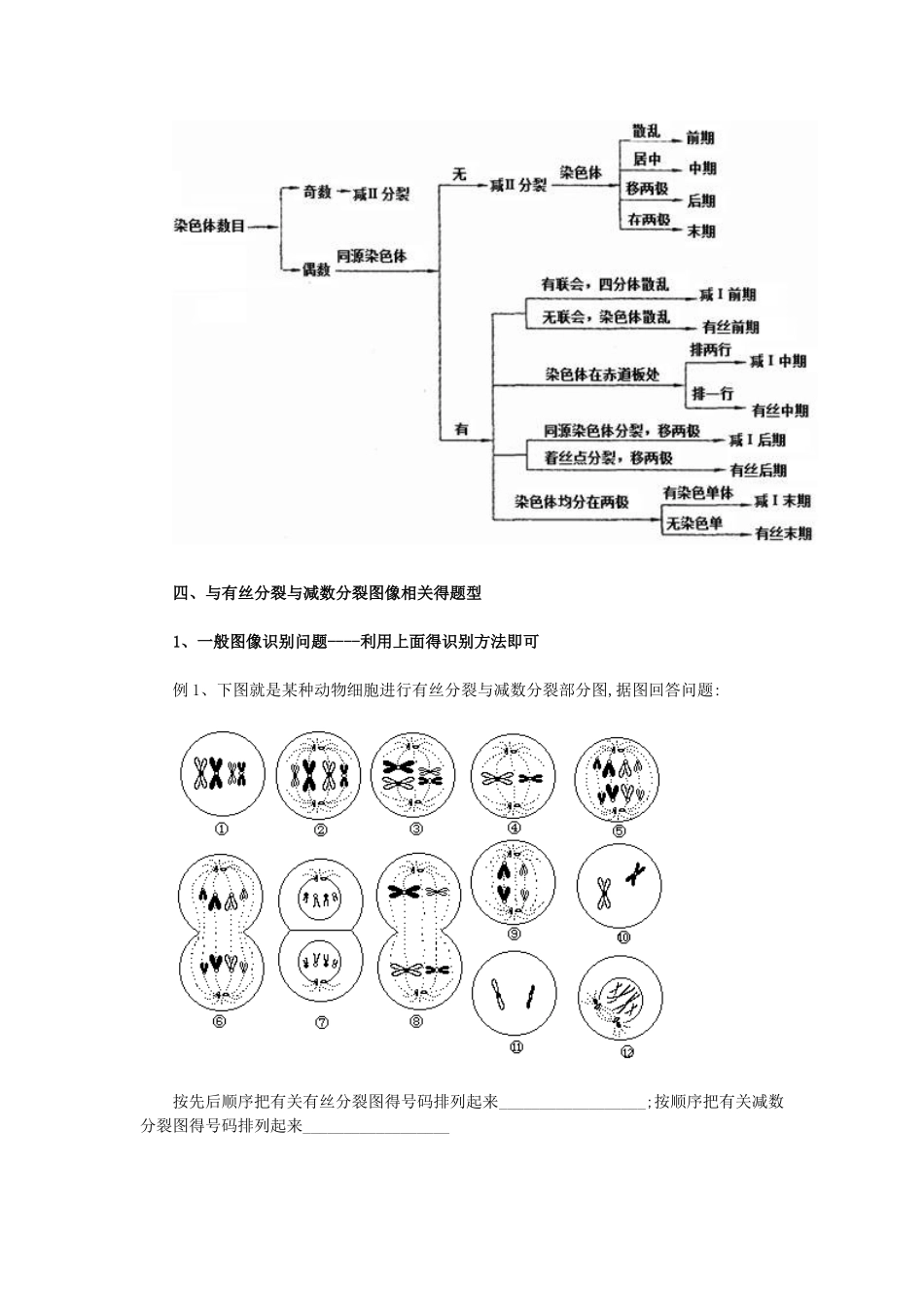 生物 有丝分裂和减数分裂图解,区别和联系_第3页