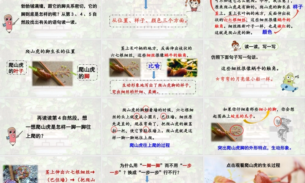 2025秋最新教材统编版语文四年级（上）第三单元-10《爬山虎的脚》第2课时【课件】