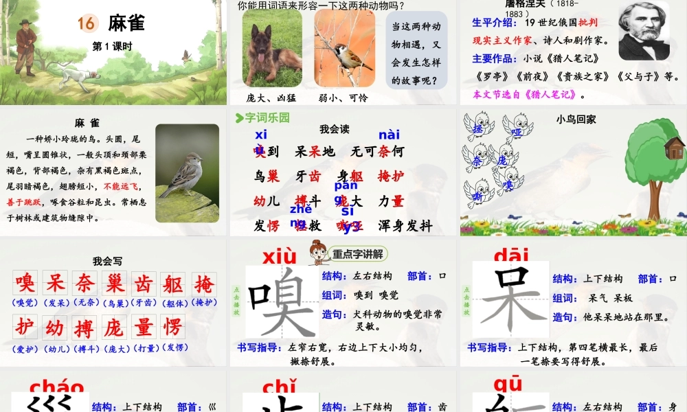 2025秋最新教材统编版语文四年级（上）第五单元-16《麻雀》第1课时【课件】