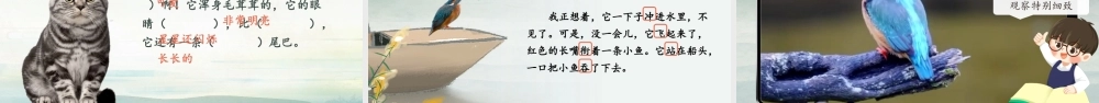 25秋统编版语文三年级上册第5单元5.14《搭船的鸟》  课件