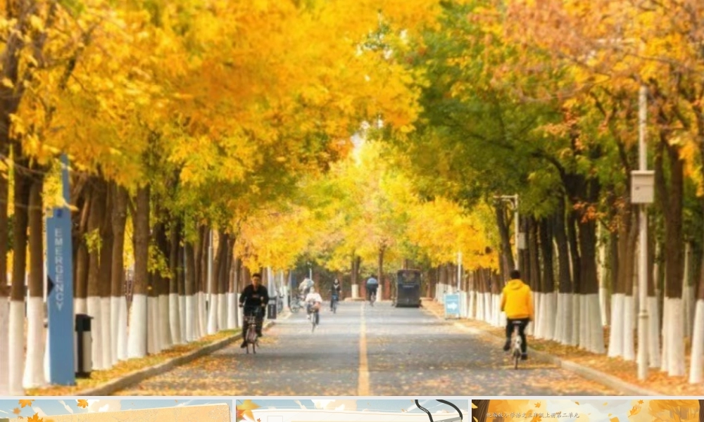 25秋统编版语文三年级上册第二单元2.5《铺满金色巴掌的水泥道》  课件