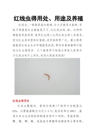 红线虫的用处、用途及养殖