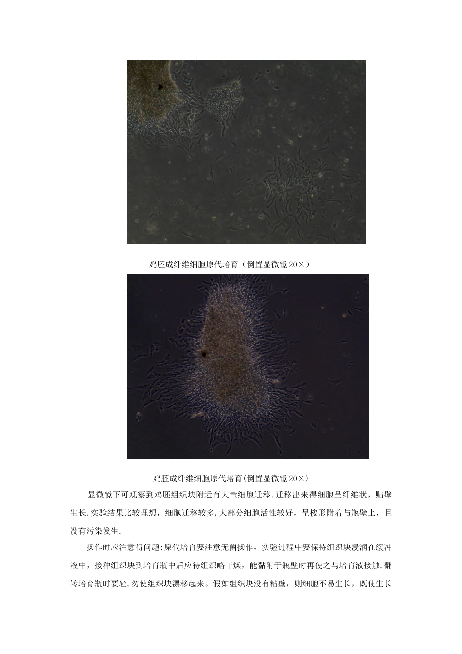 细胞原代培养 细胞生物学实验报告_第3页