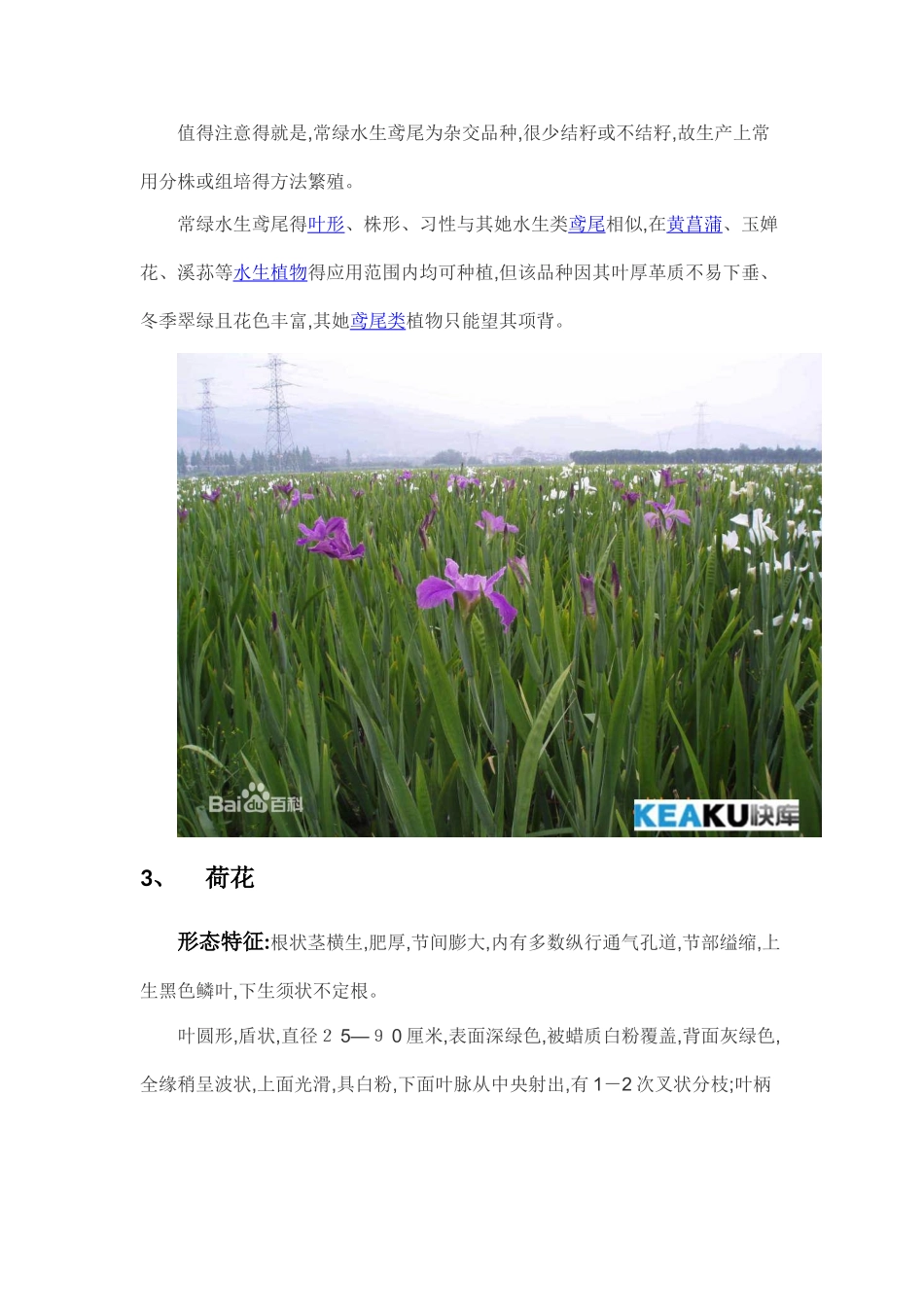 绿化常用水生植物_第3页