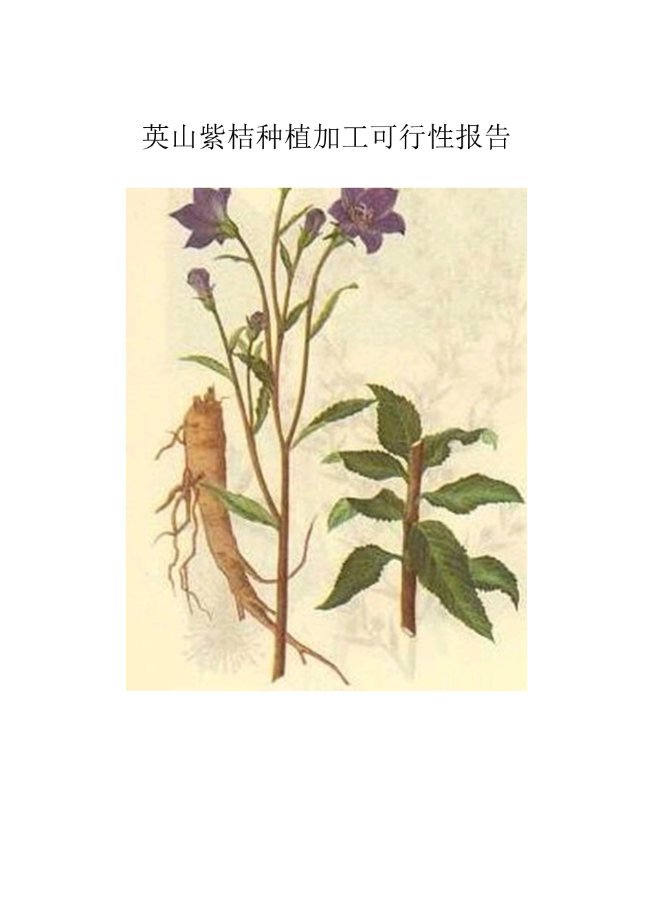 英山紫桔种植加工可行性报告_第2页