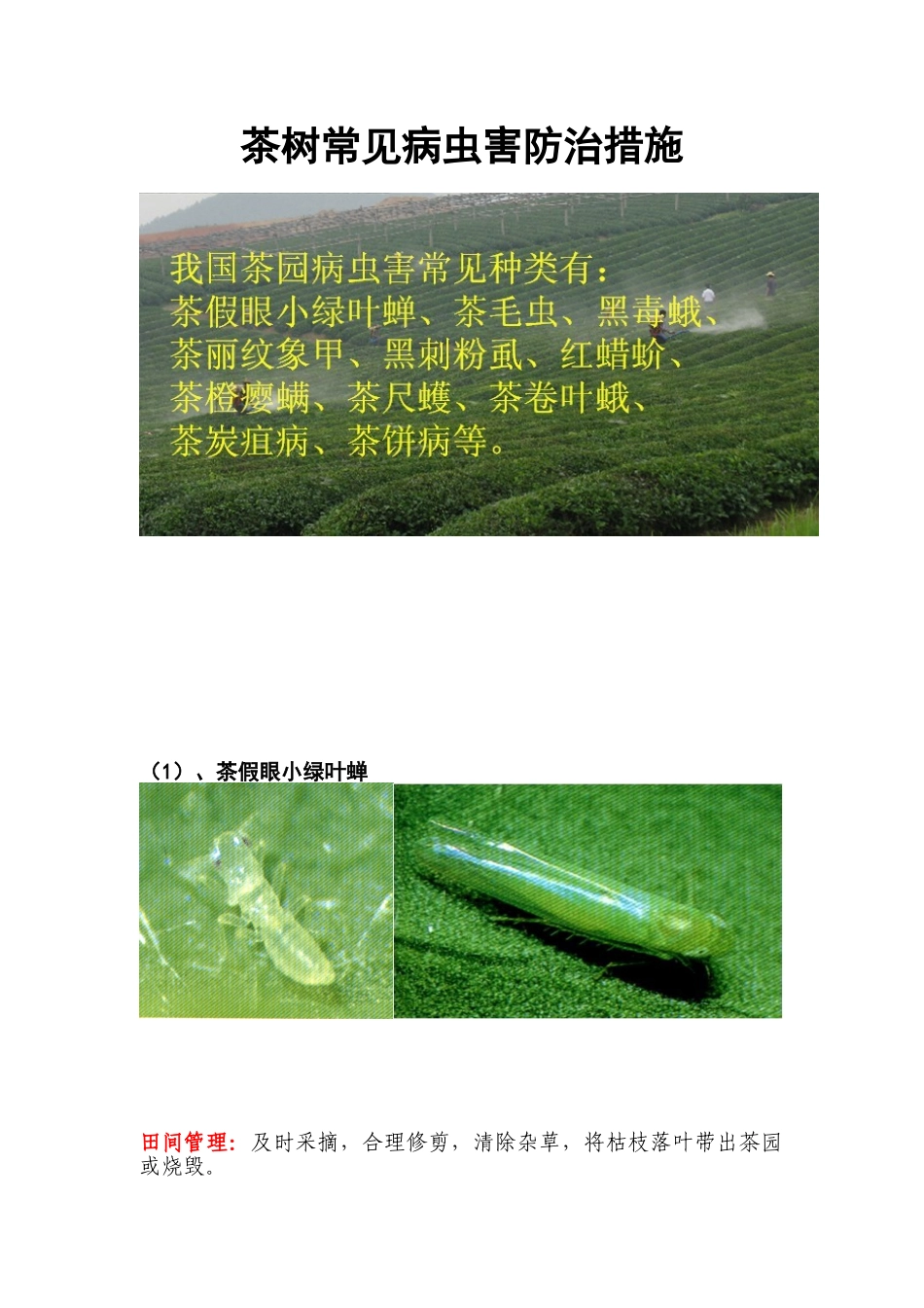 茶树常见病虫害防治措施_第1页