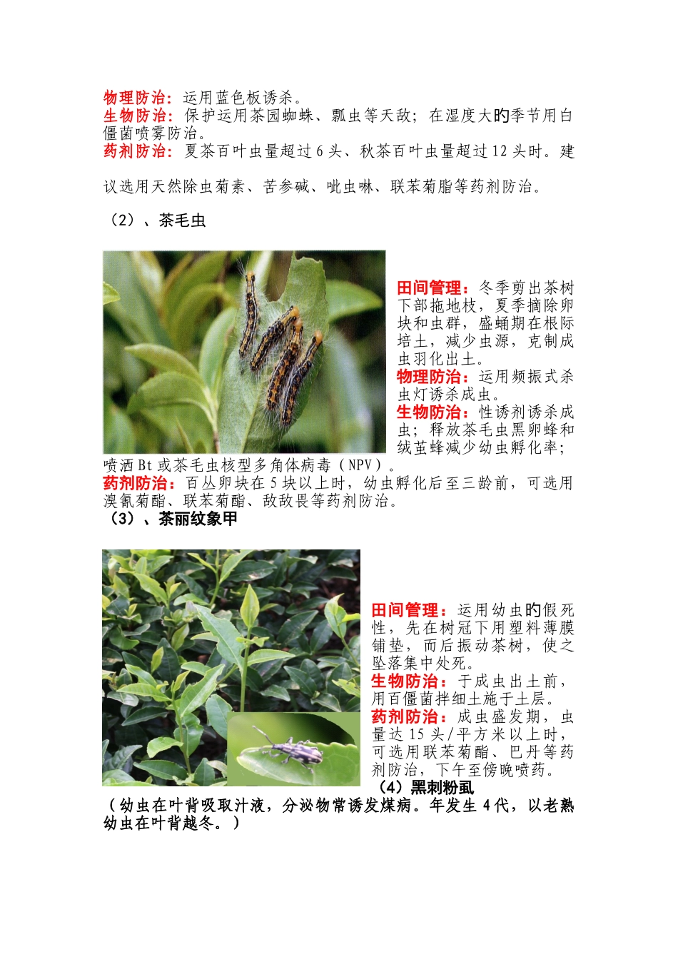 茶树常见病虫害防治措施_第2页
