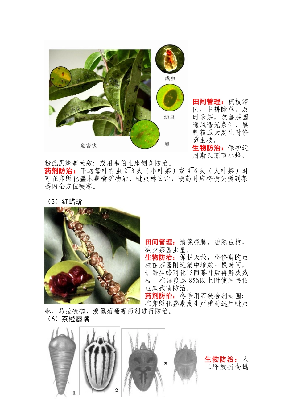茶树常见病虫害防治措施_第3页