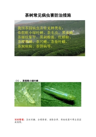 茶树常见病虫害防治措施
