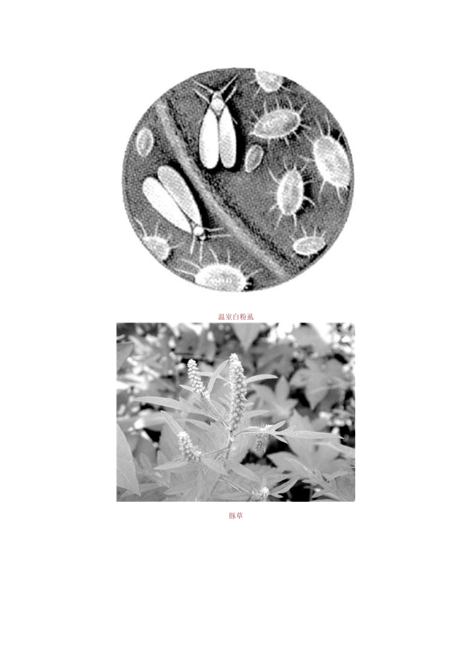 警惕生物入侵_第2页