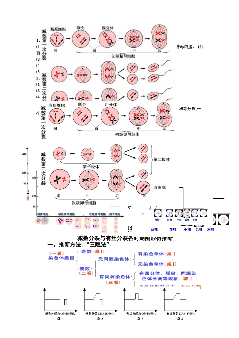 讲义：有丝分裂与减数分裂图像的判断_第1页