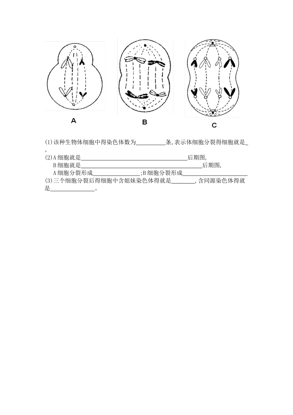 讲义：有丝分裂与减数分裂图像的判断_第3页