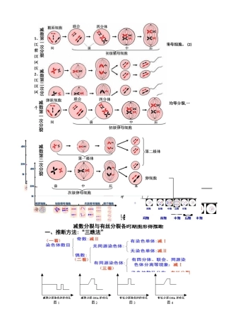 讲义：有丝分裂与减数分裂图像的判断