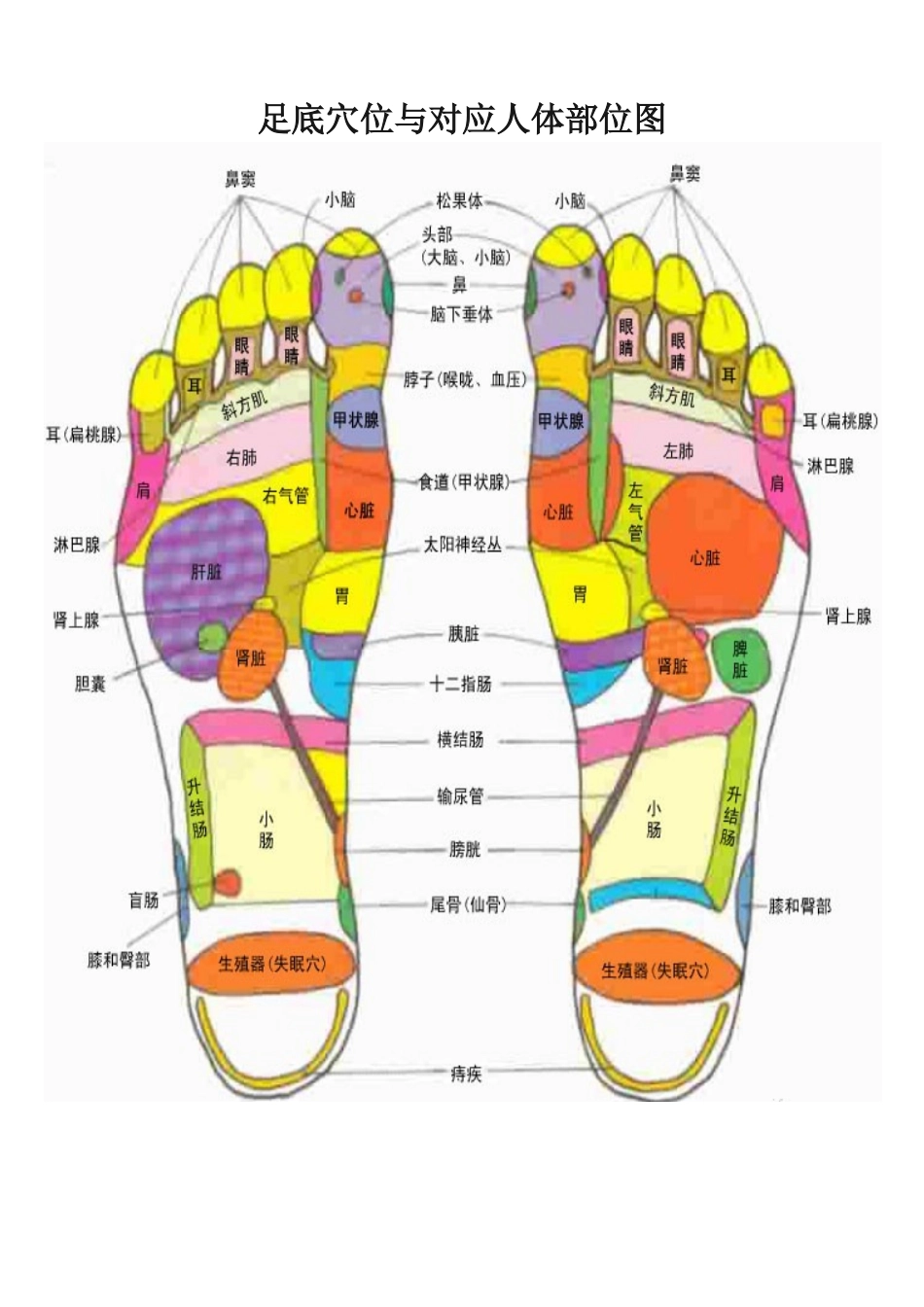足底穴位与对应人体部位图_第1页