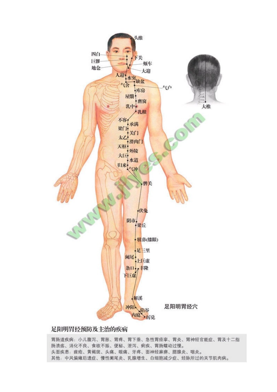 足阳明胃经高清版人体穴位图_第2页
