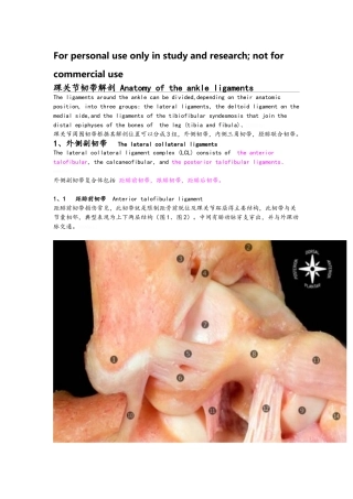 踝关节韧带解剖