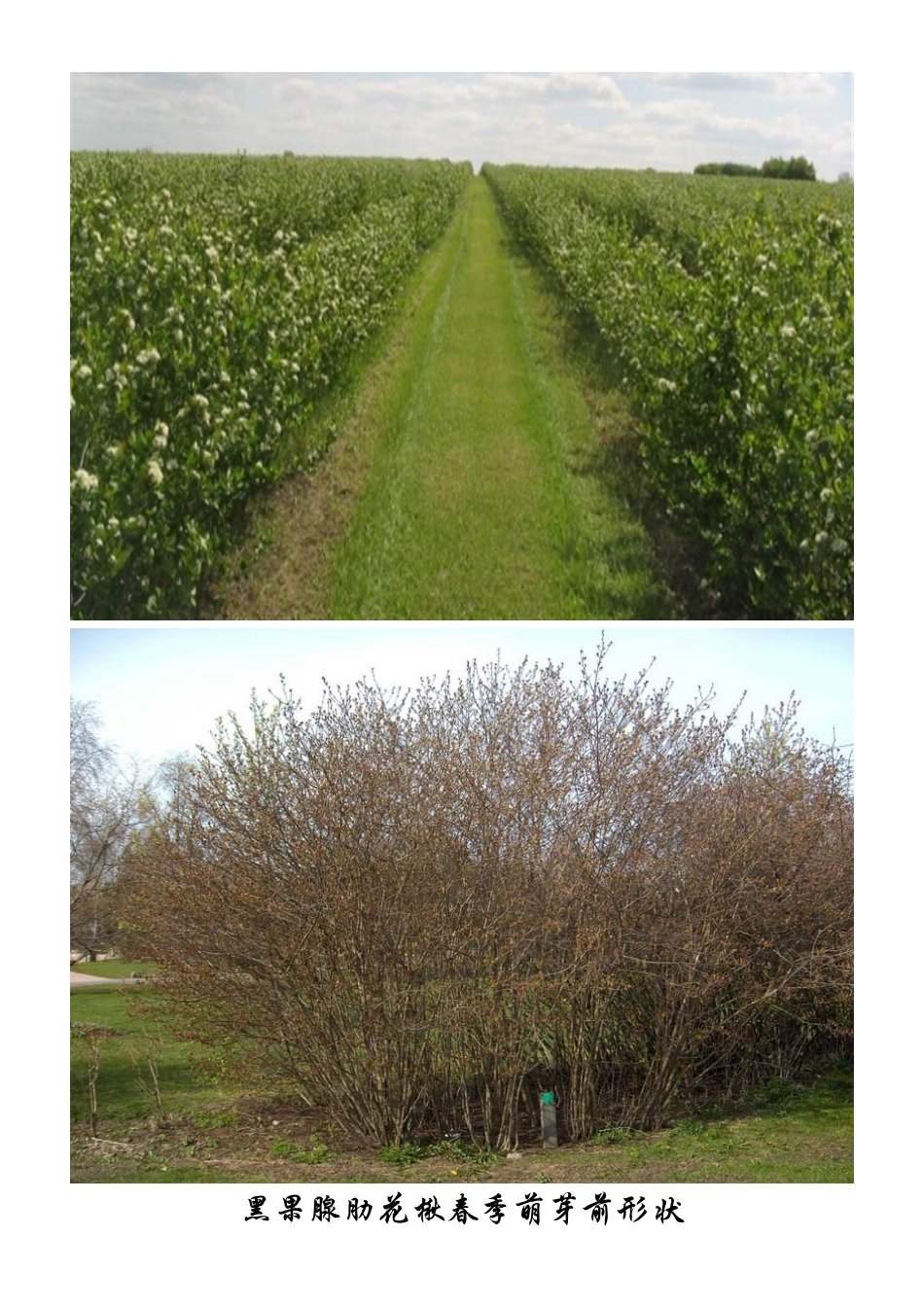 黑果腺肋花楸生产加工基地建设项目可行性研究报告_第3页