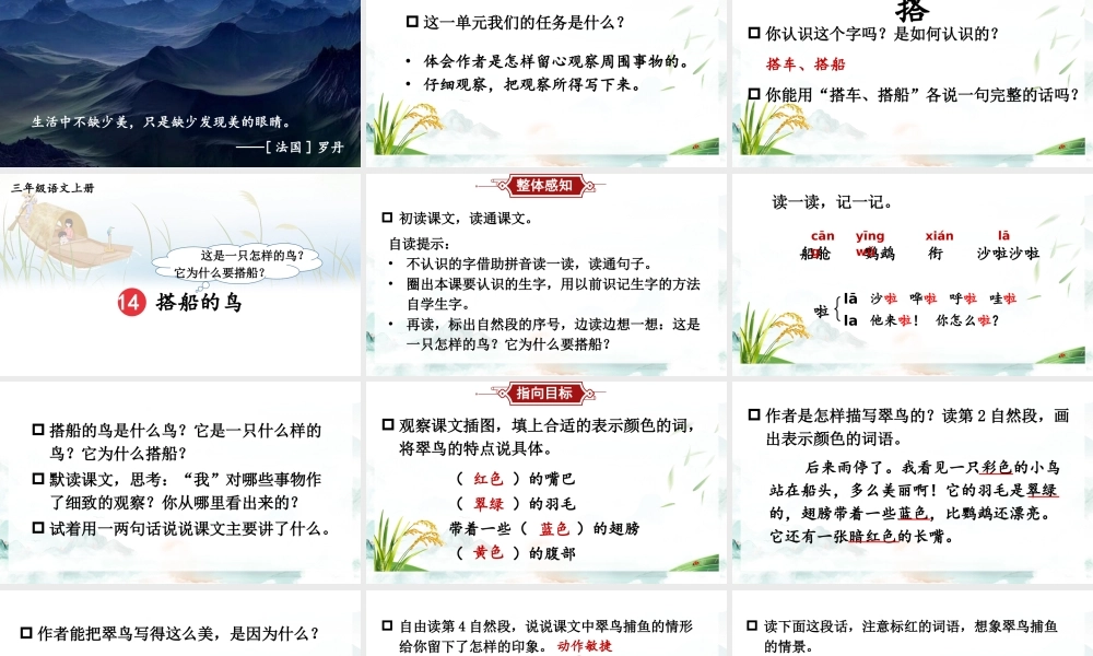 25秋统编版小学语文三年级上册第五单元14 搭船的鸟 课件