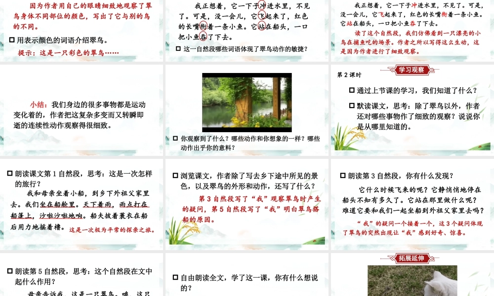 25秋统编版小学语文三年级上册第五单元14 搭船的鸟 课件