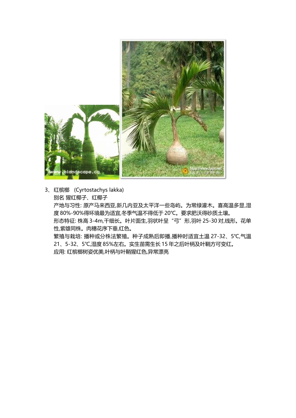 30种棕榈科植物简介_第2页