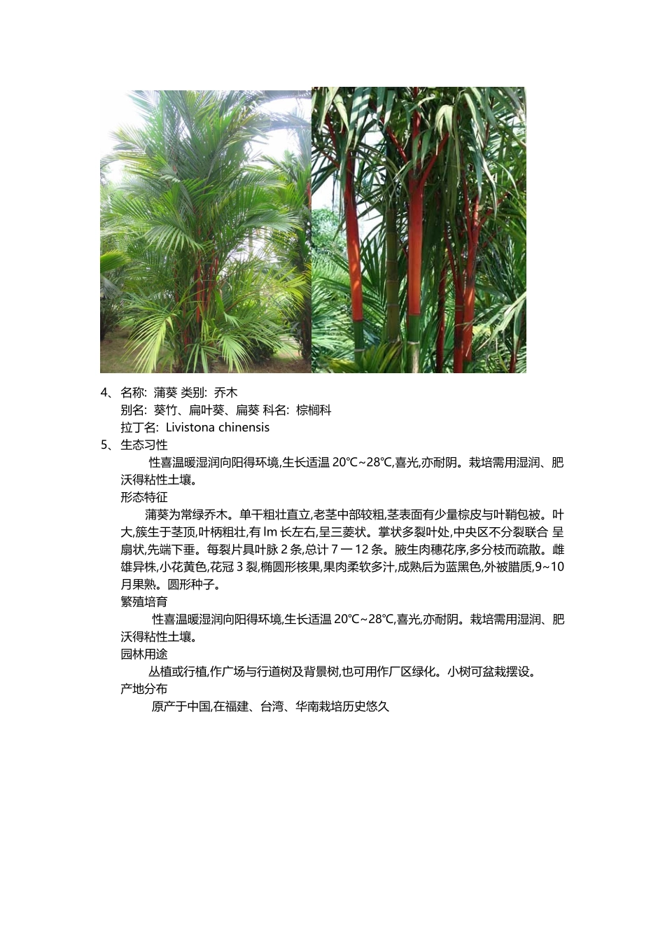 30种棕榈科植物简介_第3页
