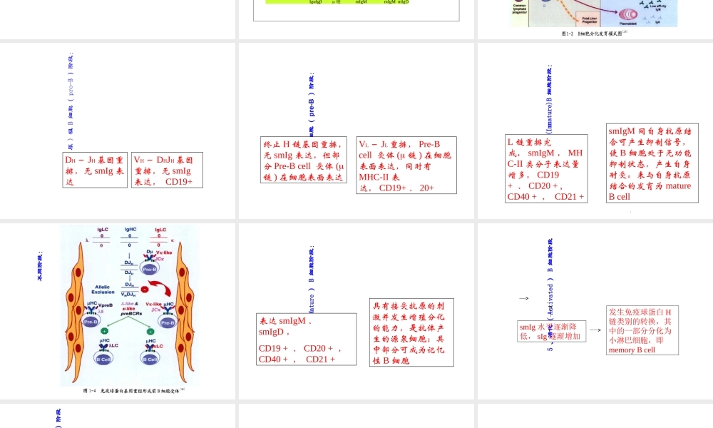 B淋巴细胞的发育分化优质PPT课件