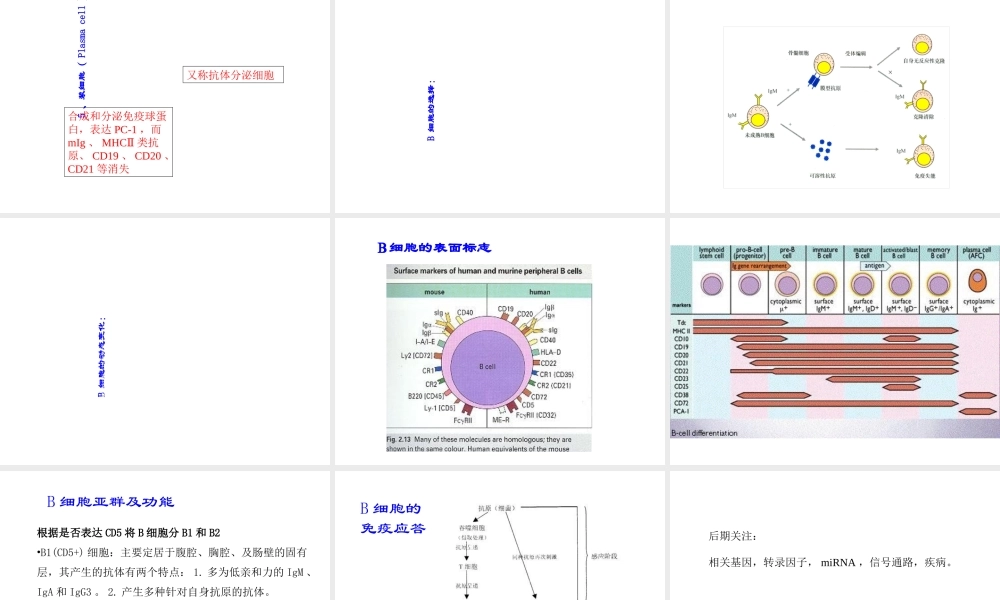 B淋巴细胞的发育分化优质PPT课件