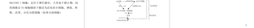 B淋巴细胞的发育分化优质PPT课件
