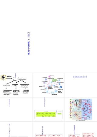 B淋巴细胞的发育分化优质PPT课件
