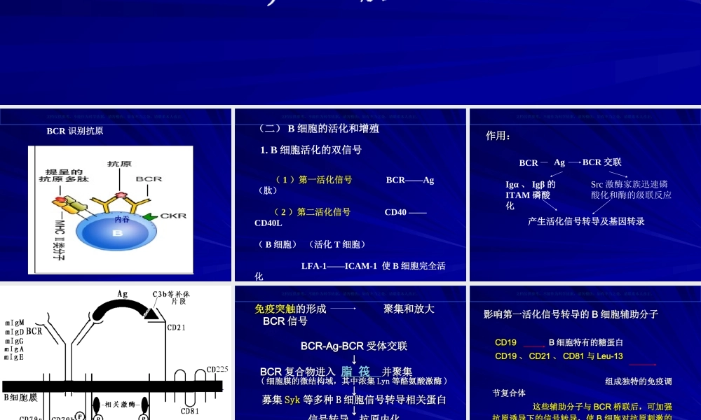 B细胞对抗原的识别和免疫应答课件