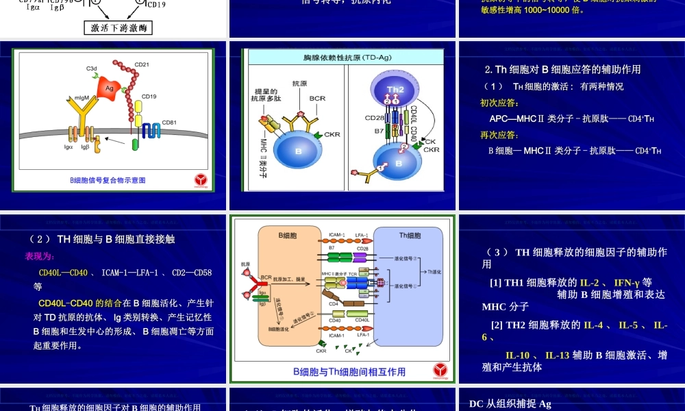 B细胞对抗原的识别和免疫应答课件