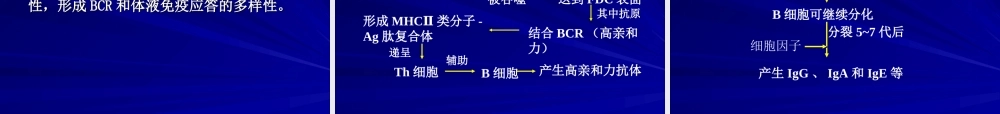 B细胞对抗原的识别和免疫应答课件