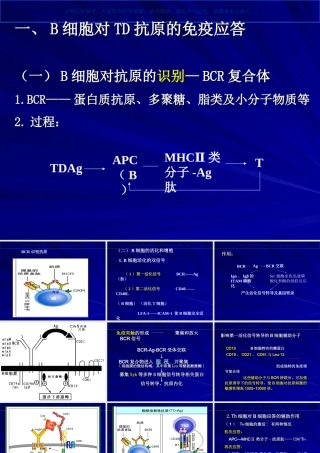 B细胞对抗原的识别和免疫应答课件