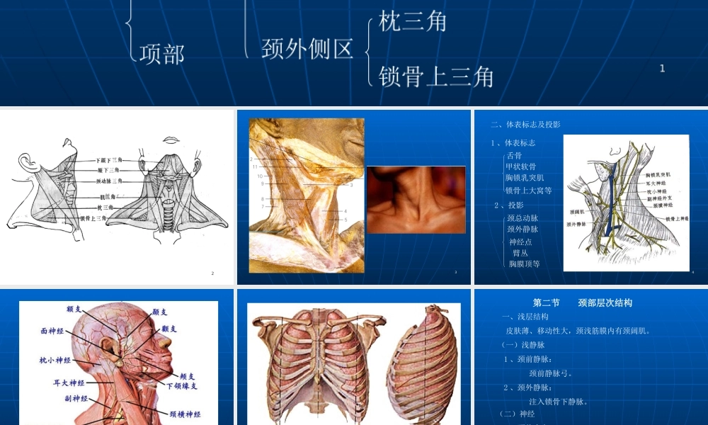 CT解剖颈部优质PPT课件