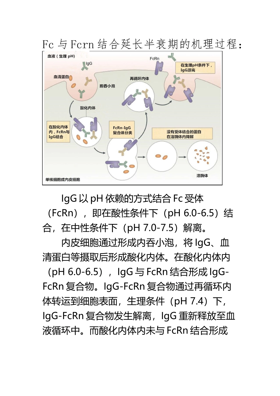 Fc与Fcrn结合延长半衰期的机理过程_第2页