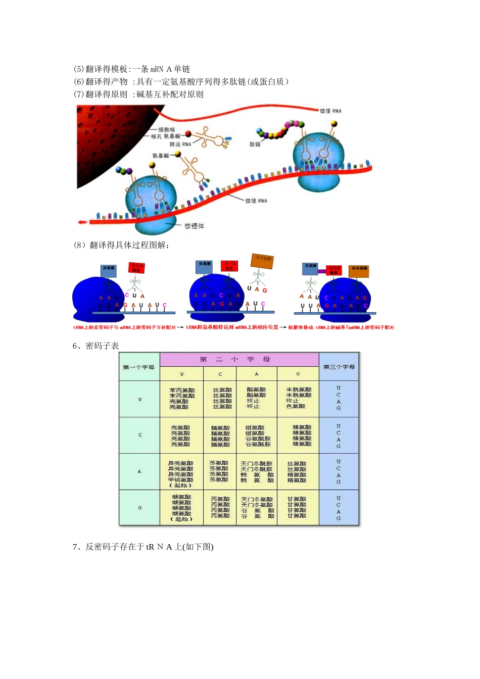《基因指导蛋白质的合成》学案_第2页