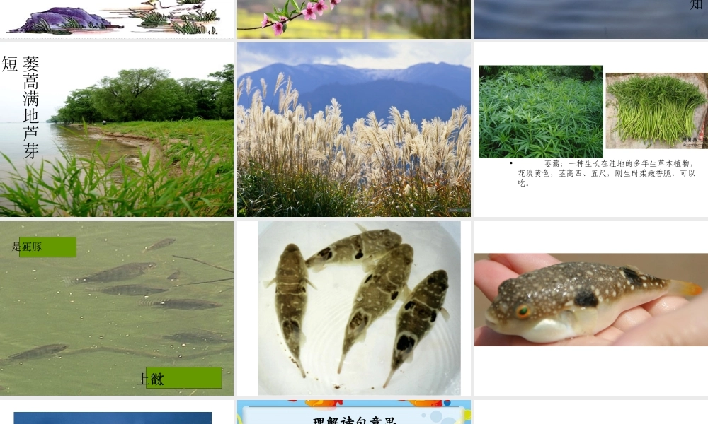 《惠崇春江晚景》专题培训课件