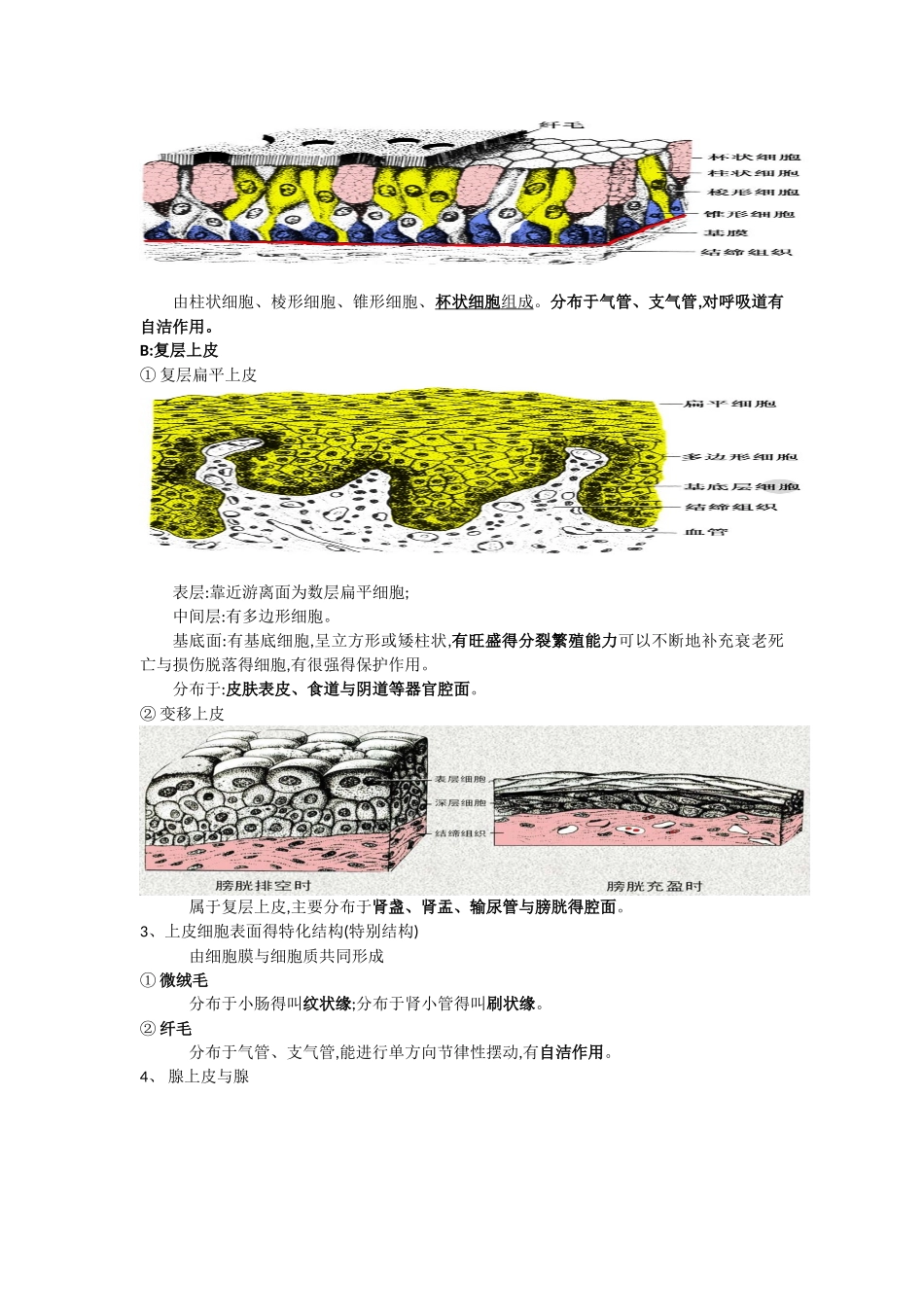 《解剖学基础》1-3章知识点整理_第3页