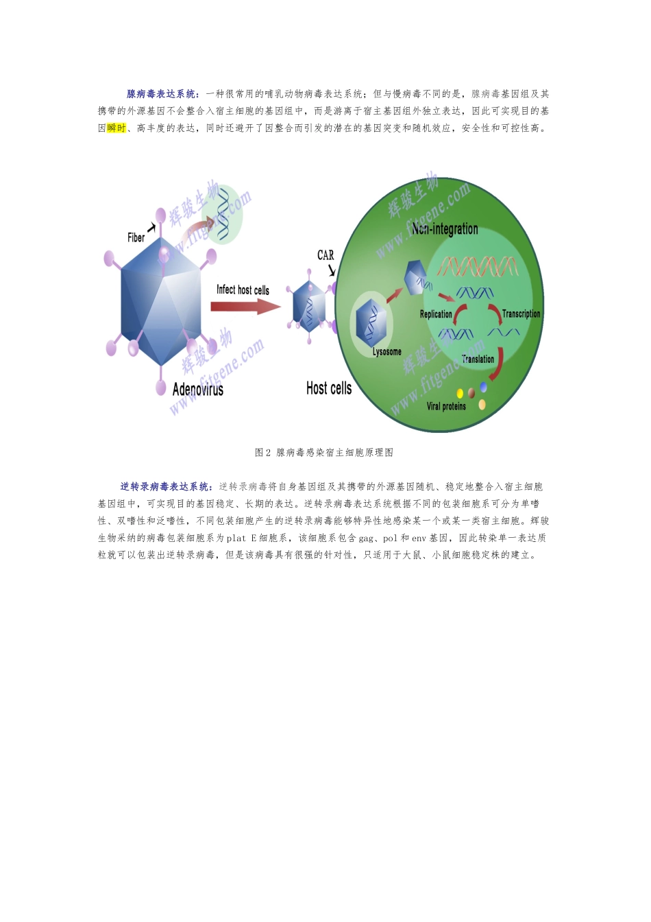 三种病毒转染的异同点_第2页
