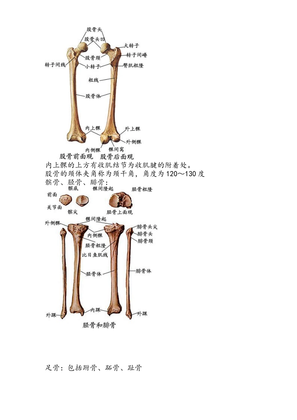 下肢肌肉关节韧带及神经支配_第2页