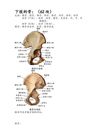 下肢肌肉关节韧带及神经支配