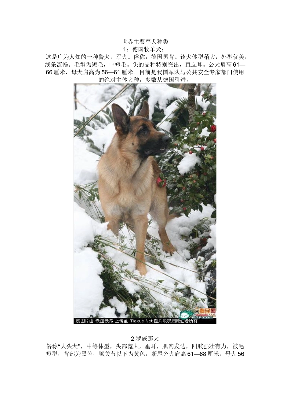 世界主要军犬种类_第2页